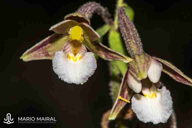 I Biomaratón de Flora Española