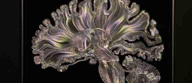 DIBUJAR EL CEREBRO. ENCUENTRO CIENTÍFICO